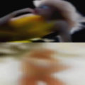 Horny wives and couples