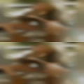Black eyed swinger pees herself