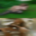 Sluts Head