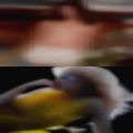 Wives sucking swinger cock